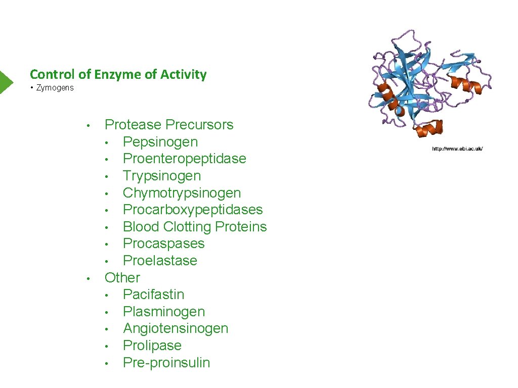 Control of Enzyme of Activity • Zymogens • • Protease Precursors • Pepsinogen •