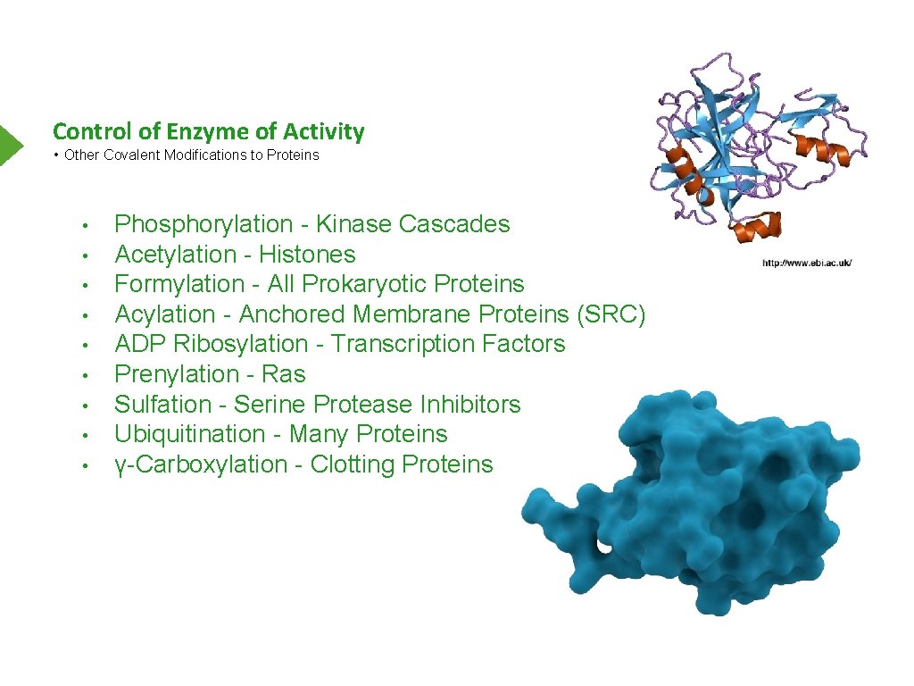 Control of Enzyme of Activity • Other Covalent Modifications to Proteins • • •