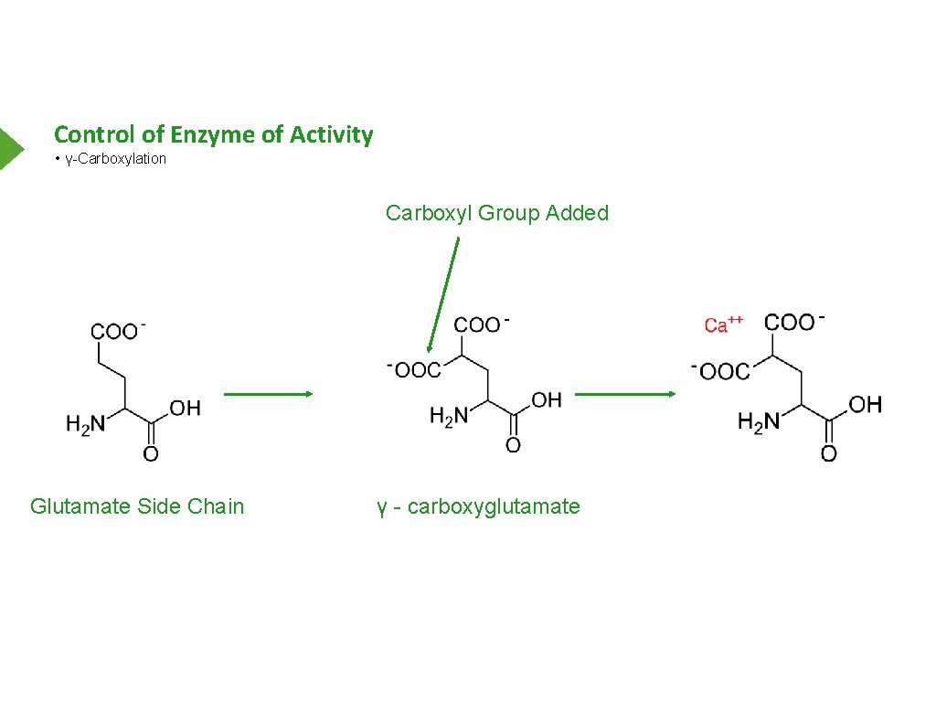 Control of Enzyme of Activity • γ-Carboxylation Carboxyl Group Added Glutamate Side Chain γ