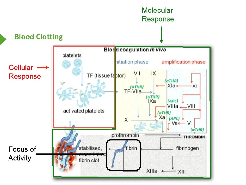 Molecular Response Blood Clotting Cellular Response Focus of Activity 