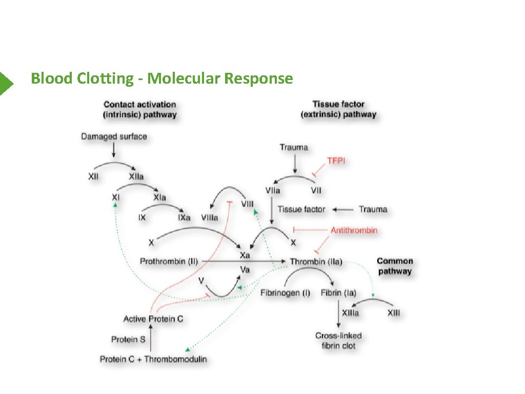 Blood Clotting - Molecular Response 