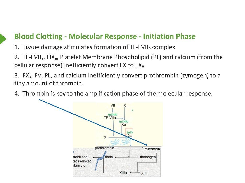Blood Clotting - Molecular Response - Initiation Phase 1. Tissue damage stimulates formation of
