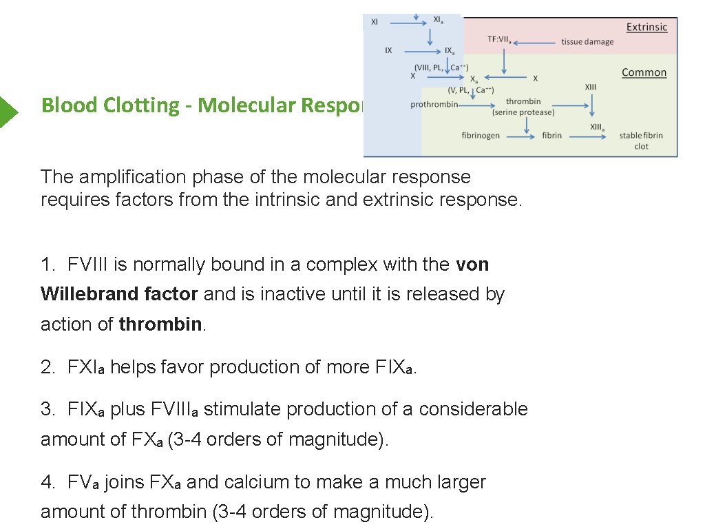 Blood Clotting - Molecular Response - Amplification Phase The amplification phase of the molecular