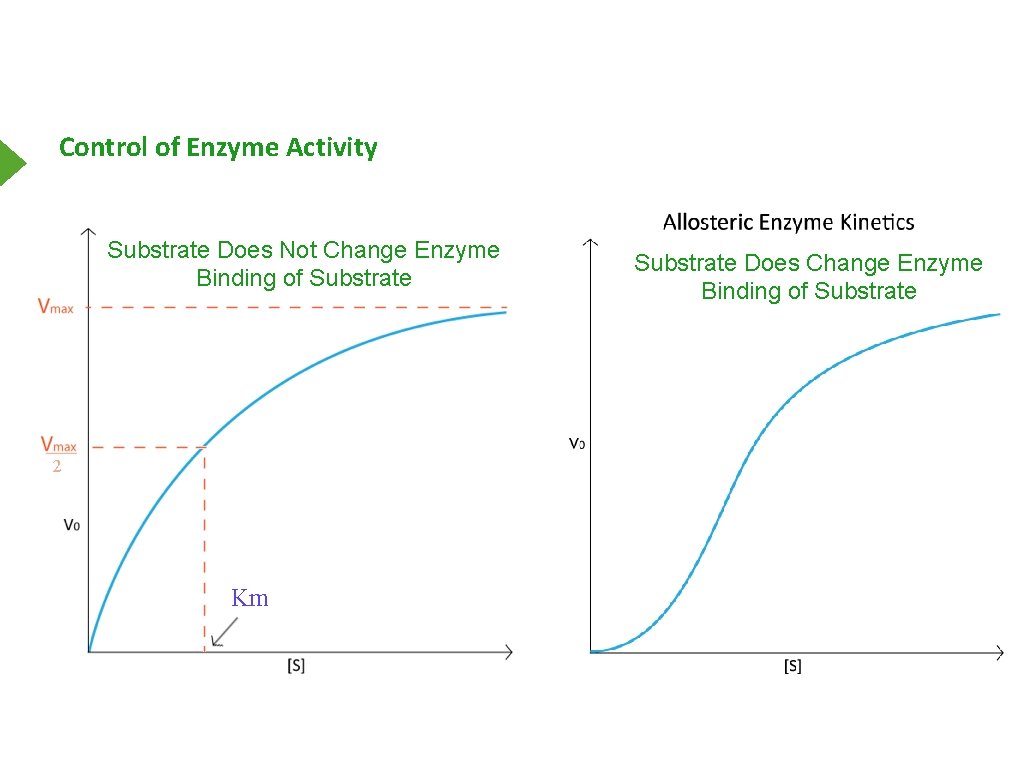 Control of Enzyme Activity Substrate Does Not Change Enzyme Binding of Substrate Does Change