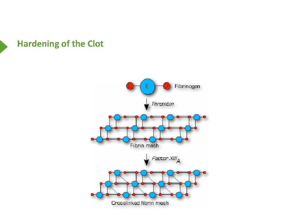 Hardening of the Clot 