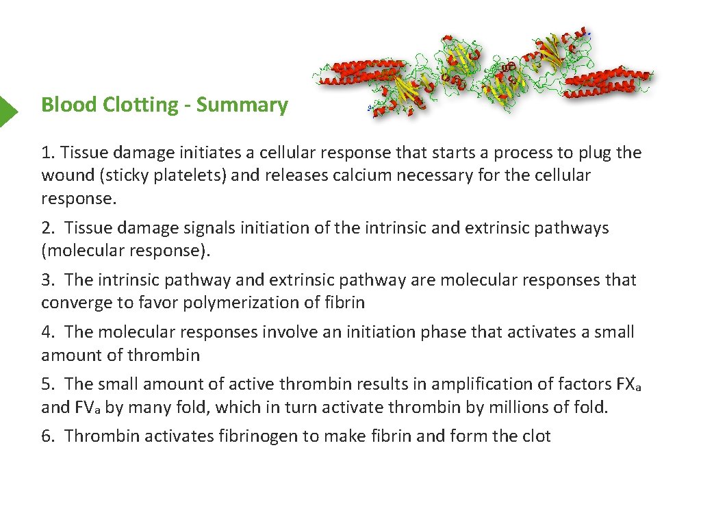 Blood Clotting - Summary 1. Tissue damage initiates a cellular response that starts a