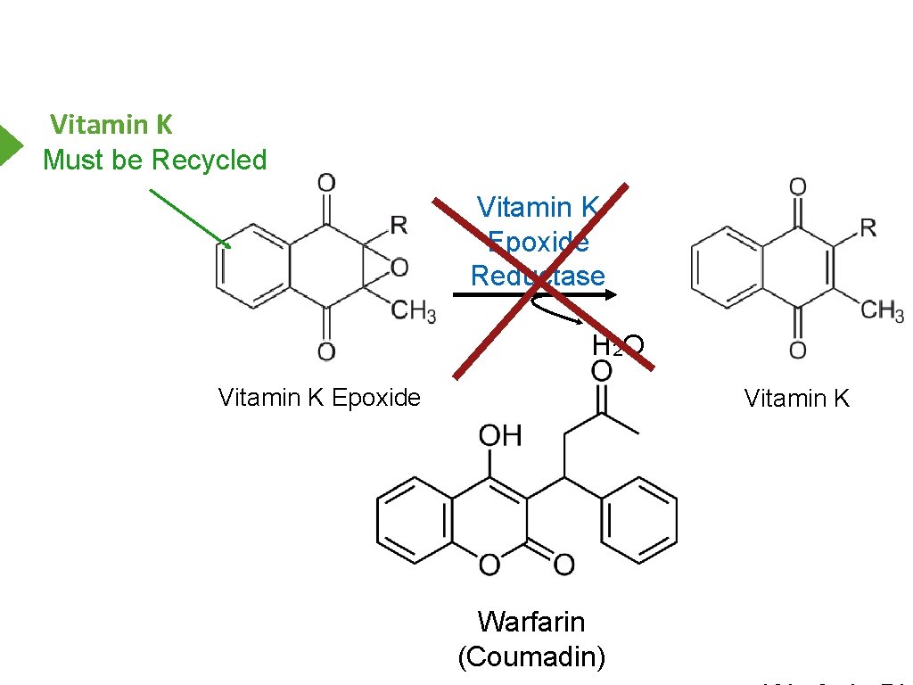 Vitamin K Must be Recycled Vitamin K Epoxide Reductase H 2 O Vitamin K