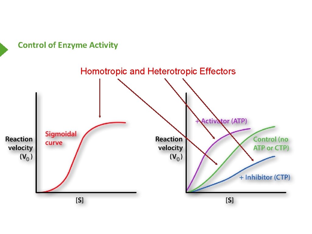 Control of Enzyme Activity Homotropic and Heterotropic Effectors 