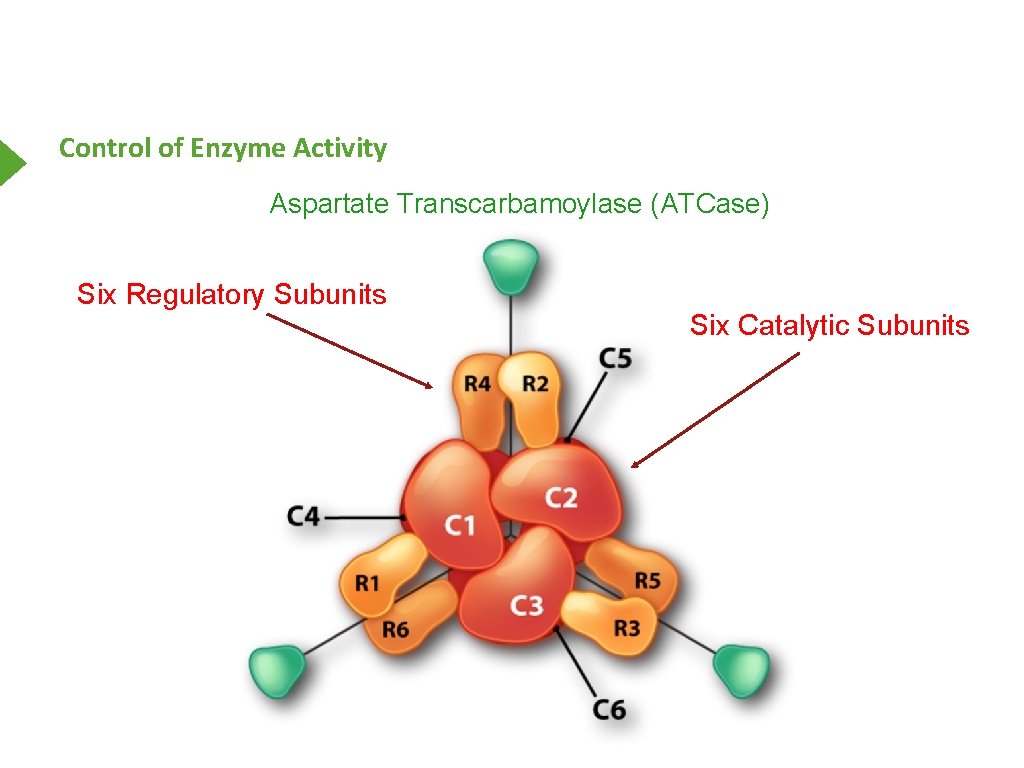 Control of Enzyme Activity Aspartate Transcarbamoylase (ATCase) Six Regulatory Subunits Six Catalytic Subunits 