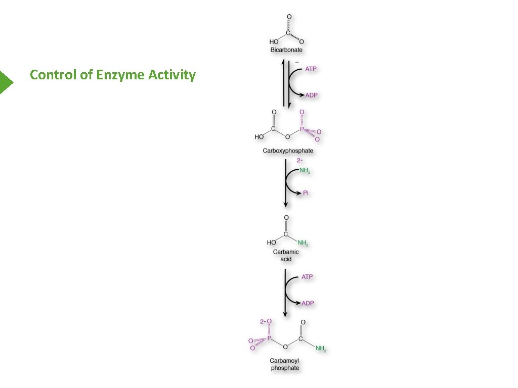 Control of Enzyme Activity 