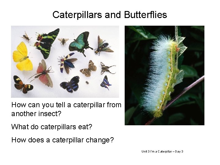 Caterpillars and Butterflies How can you tell a caterpillar from another insect? What do