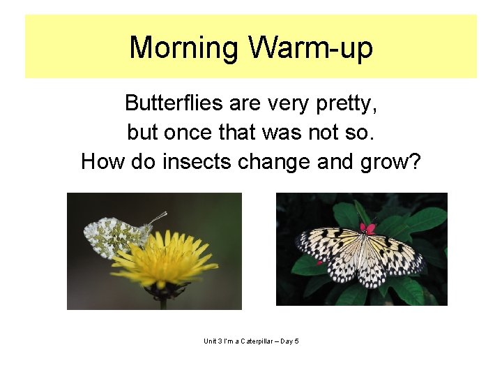 Morning Warm-up Butterflies are very pretty, but once that was not so. How do