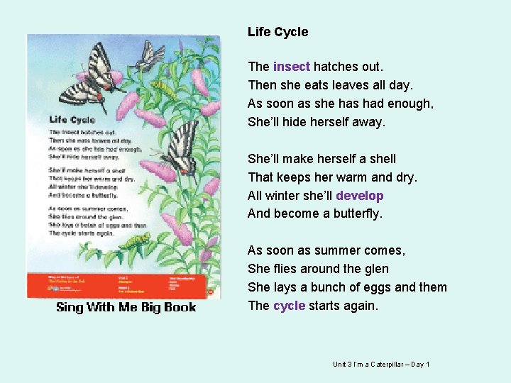 Life Cycle The insect hatches out. Then she eats leaves all day. As soon