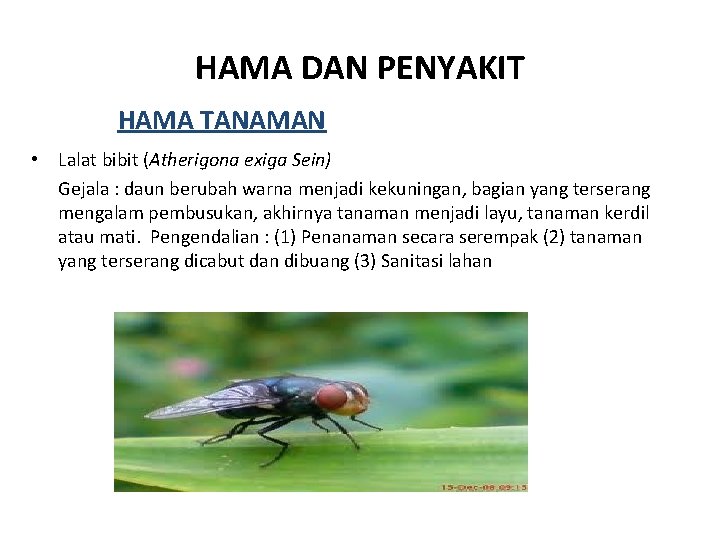 HAMA DAN PENYAKIT HAMA TANAMAN • Lalat bibit (Atherigona exiga Sein) Gejala : daun
