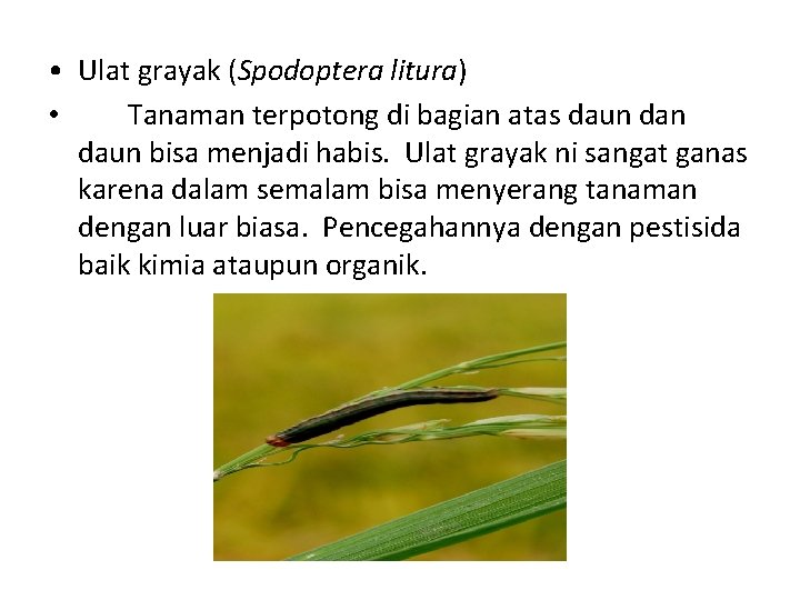  • Ulat grayak (Spodoptera litura) • Tanaman terpotong di bagian atas daun bisa