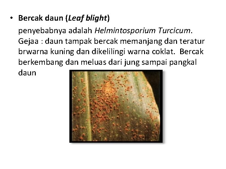  • Bercak daun (Leaf blight) penyebabnya adalah Helmintosporium Turcicum. Gejaa : daun tampak