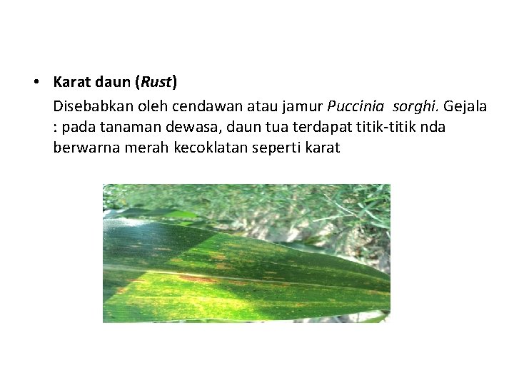  • Karat daun (Rust) Disebabkan oleh cendawan atau jamur Puccinia sorghi. Gejala :