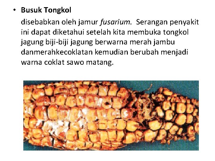  • Busuk Tongkol disebabkan oleh jamur fusarium. Serangan penyakit ini dapat diketahui setelah