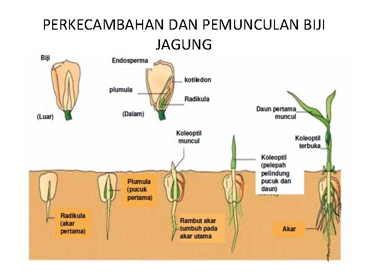 PERKECAMBAHAN DAN PEMUNCULAN BIJI JAGUNG 