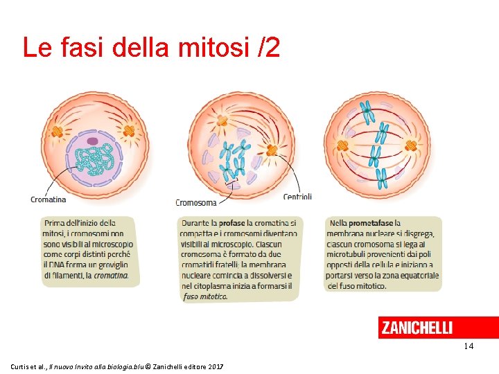 Le fasi della mitosi /2 14 Curtis et al. , Il nuovo Invito alla
