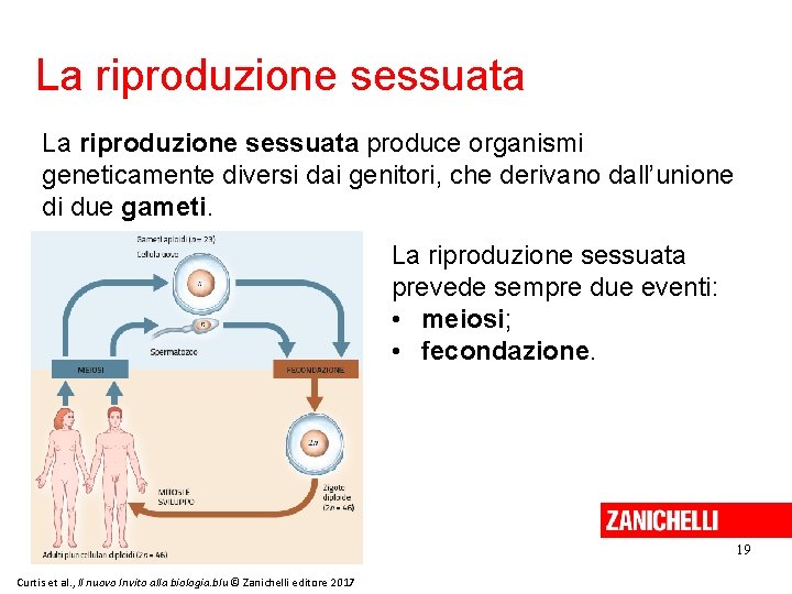 La riproduzione sessuata produce organismi geneticamente diversi dai genitori, che derivano dall’unione di due