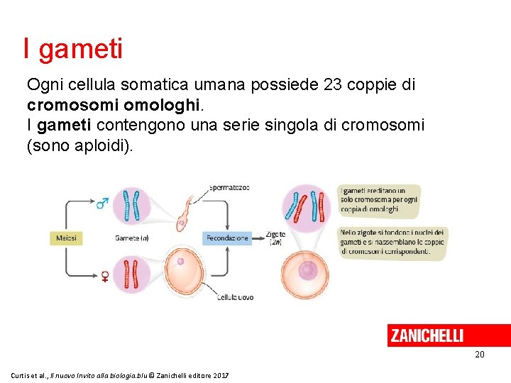 I gameti Ogni cellula somatica umana possiede 23 coppie di cromosomi omologhi. I gameti