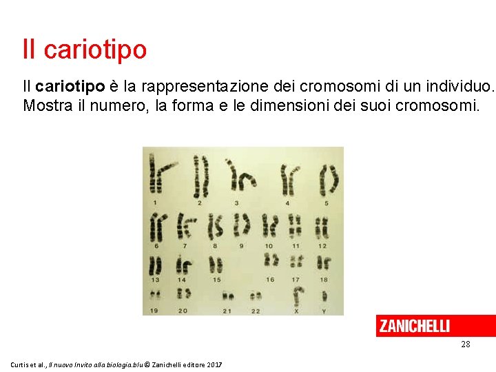 Il cariotipo è la rappresentazione dei cromosomi di un individuo. Mostra il numero, la