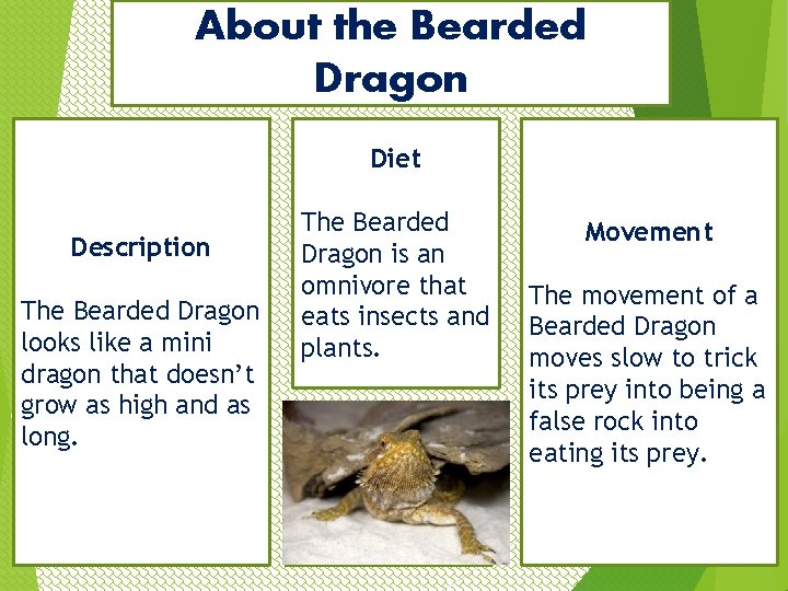 About the Bearded Dragon Diet Description The Bearded Dragon looks like a mini dragon