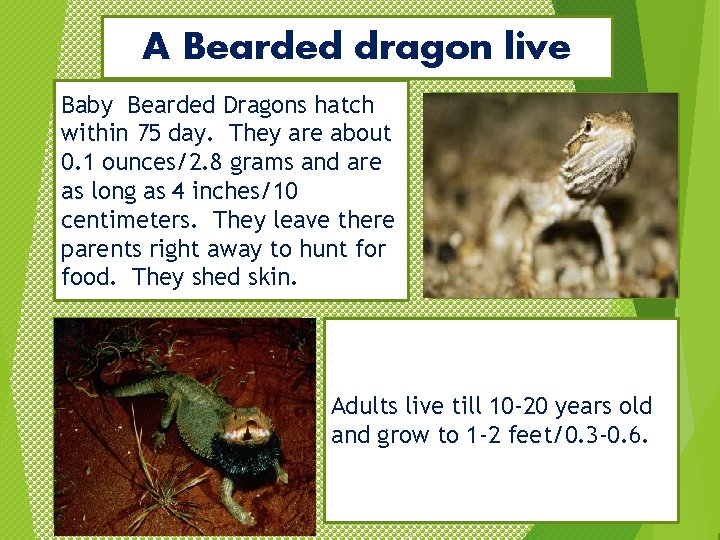 A Bearded dragon live Baby Bearded Dragons hatch within 75 day. They are about