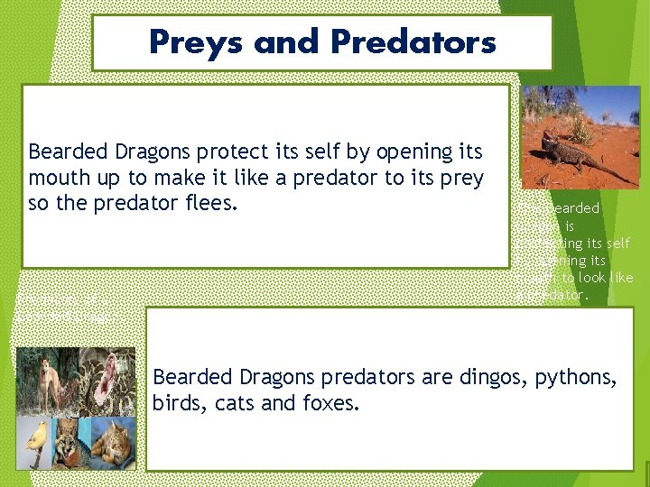 Preys and Predators Bearded Dragons protect its self by opening its mouth up to