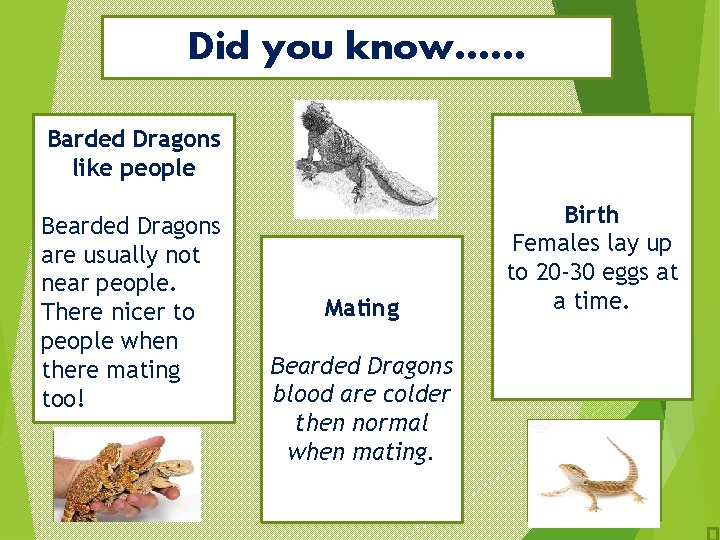 Did you know…… Barded Dragons like people Bearded Dragons are usually not near people.