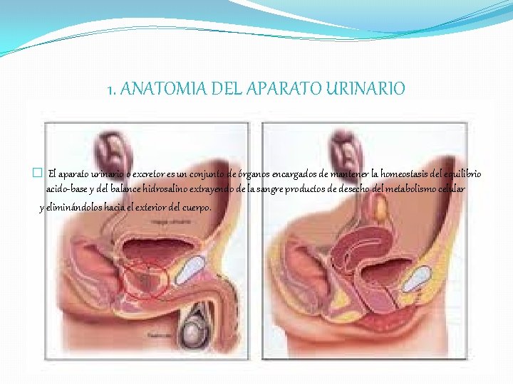 1. ANATOMIA DEL APARATO URINARIO � El aparato urinario o excretor es un conjunto