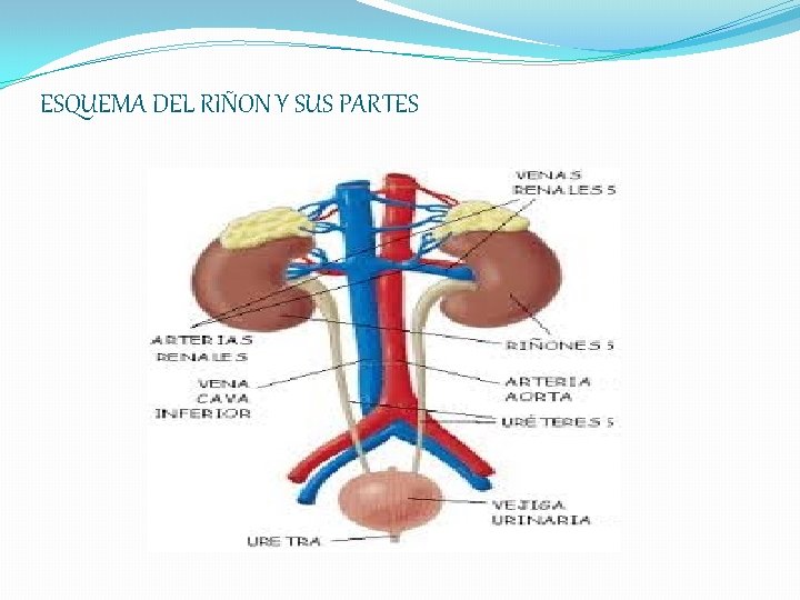 ESQUEMA DEL RIÑON Y SUS PARTES 