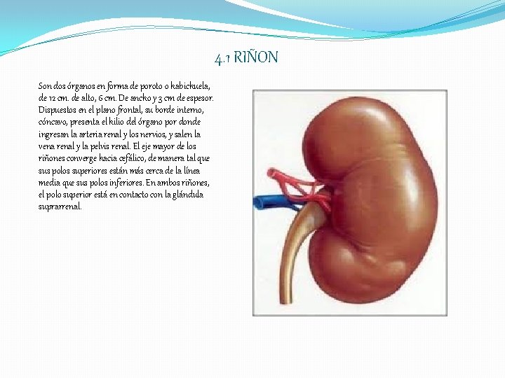 4. 1 RIÑON Son dos órganos en forma de poroto o habichuela, de 12