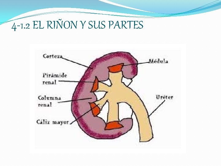 4 -1. 2 EL RIÑON Y SUS PARTES 