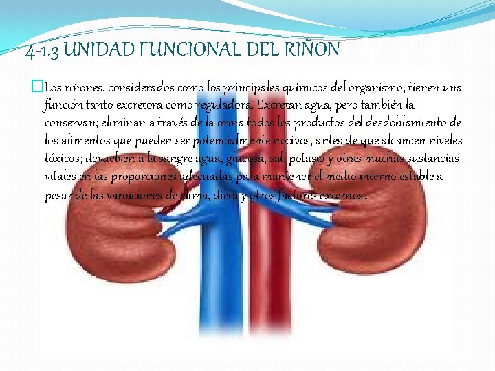 4 -1. 3 UNIDAD FUNCIONAL DEL RIÑON �Los riñones, considerados como los principales químicos