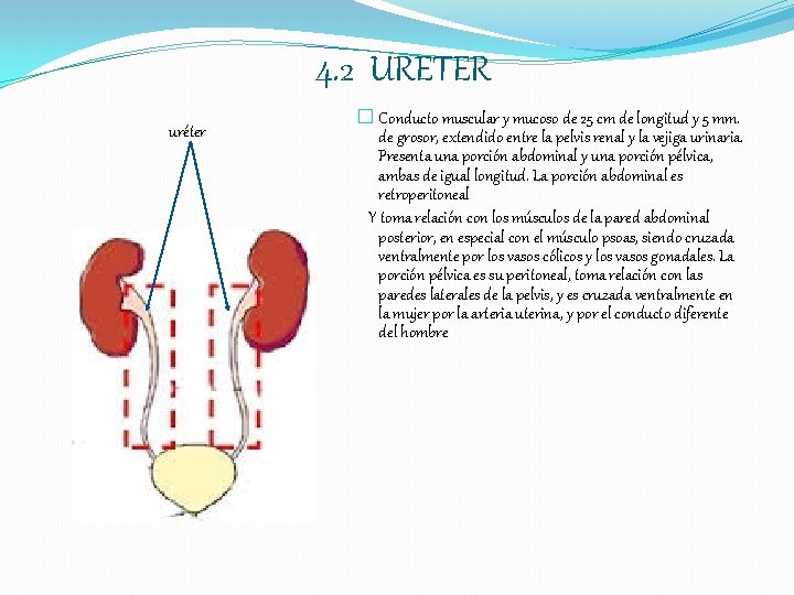 4. 2 URETER uréter � Conducto muscular y mucoso de 25 cm de longitud