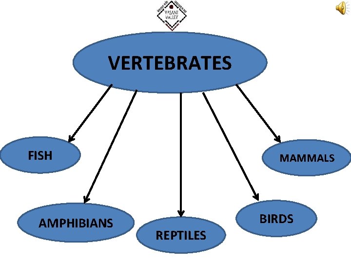 VERTEBRATES FISH AMPHIBIANS MAMMALS REPTILES BIRDS 