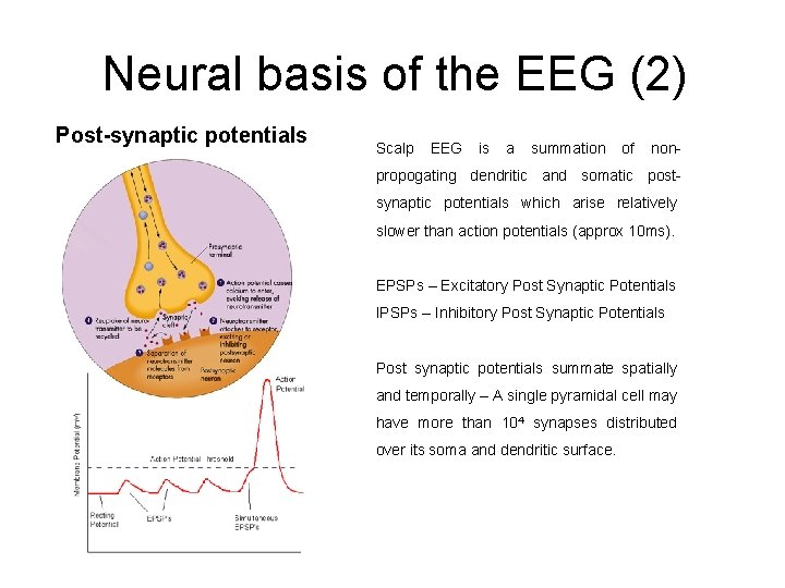 Neural basis of the EEG (2) Post-synaptic potentials Scalp EEG is a summation of