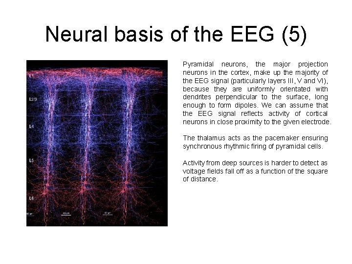 Neural basis of the EEG (5) Pyramidal neurons, the major projection neurons in the