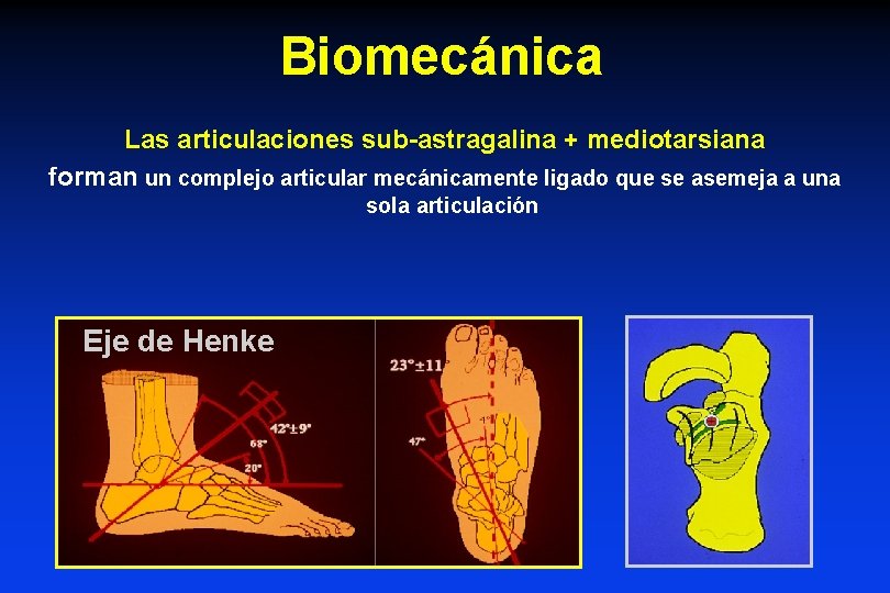 Biomecánica Las articulaciones sub-astragalina + mediotarsiana forman un complejo articular mecánicamente ligado que se