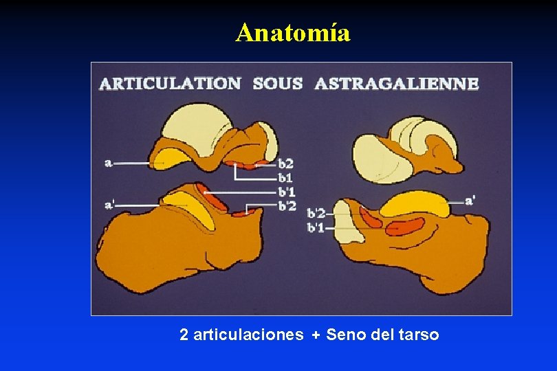 Anatomía 2 articulaciones + Seno del tarso 