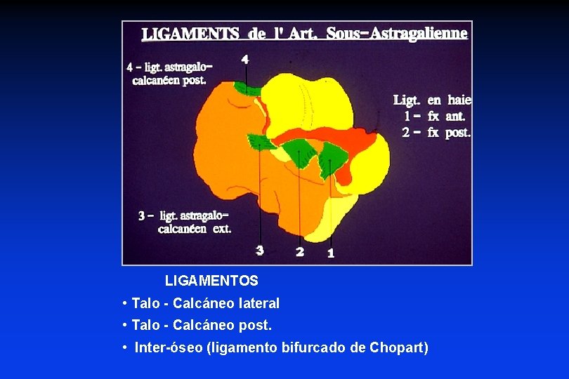 LIGAMENTOS • Talo - Calcáneo lateral • Talo - Calcáneo post. • Inter-óseo (ligamento