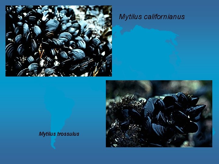 Mytilus californianus Mytilus trossulus 