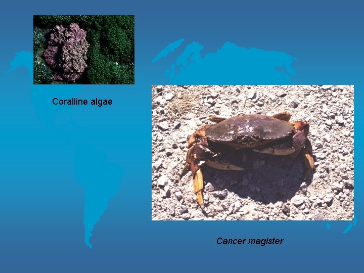 Coralline algae Cancer magister 