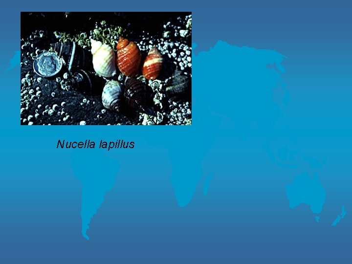 Nucella lapillus 