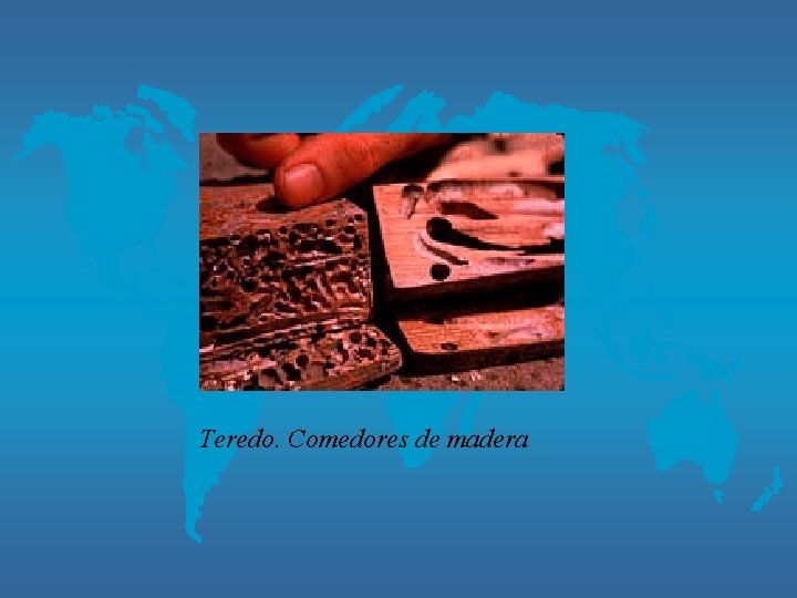 Teredo. Comedores de madera 