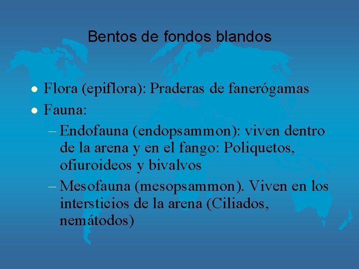 Bentos de fondos blandos l l Flora (epiflora): Praderas de fanerógamas Fauna: – Endofauna