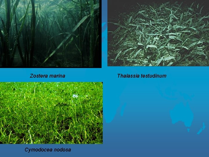 Zostera marina Cymodocea nodosa Thalassia testudinum 