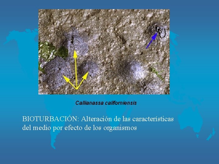 Callianassa californiensis BIOTURBACIÓN: Alteración de las características del medio por efecto de los organismos